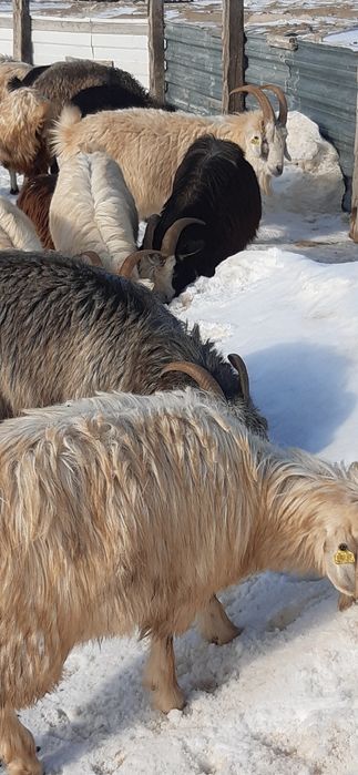 Семіз серке, ешкілер