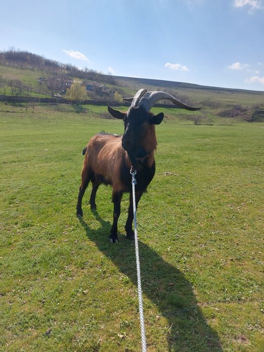 Tap Alpin francez de vanzare