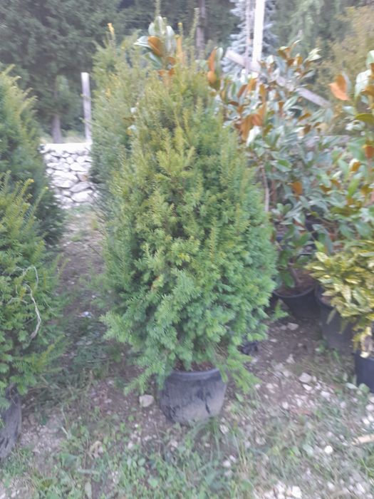 Tuia,mesteacăn,tei,arțar,