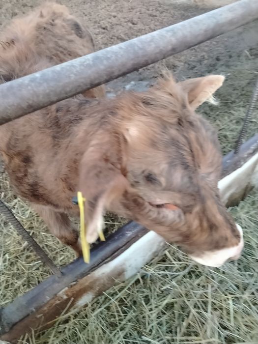 Корова с теленком