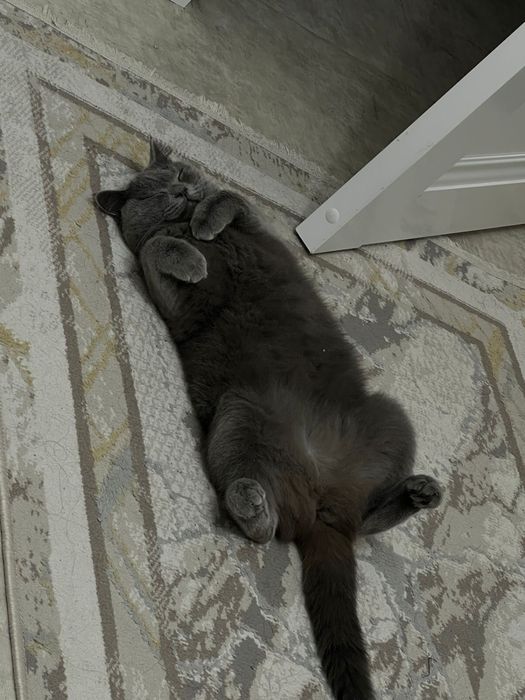 отдам в хорошие руки добрую кошечку