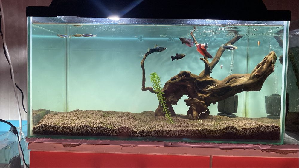 Аквариум заводской 50 литров, готовый, запущенный