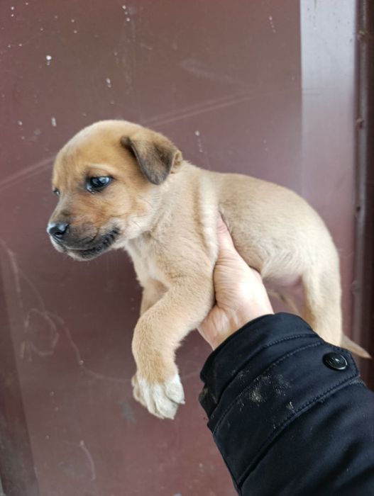 Пристраиваются мальчик и девочка в добрые руки