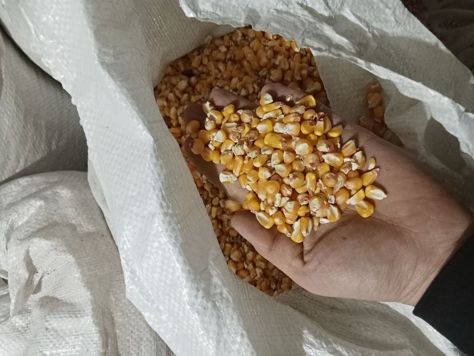 кукуруза в мешках ,оптом, корм , для животных