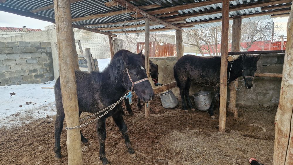 1 жасар еркек тайлар сатылады