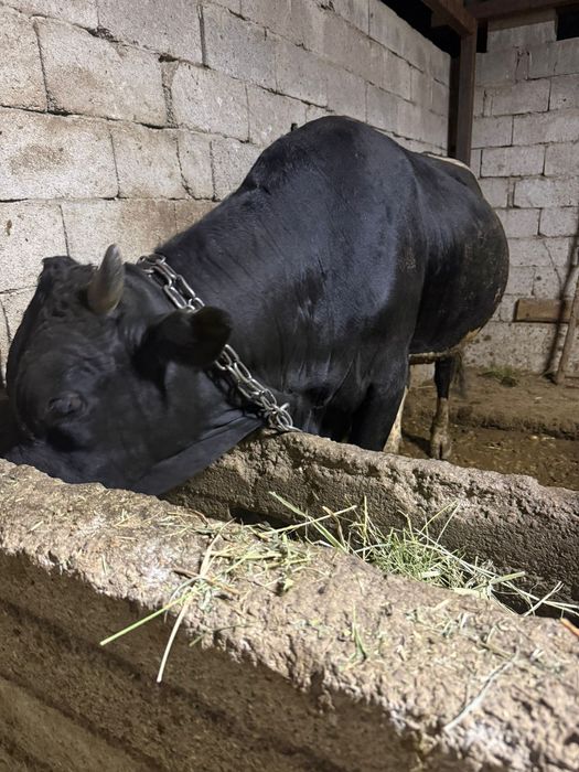 Бычки на продажу цену уточняйте