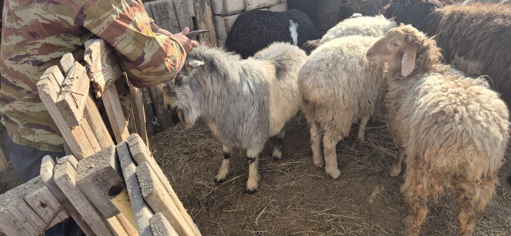 Теке сатылады / Продаю козла