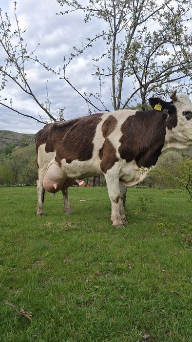 Vaca cu vitel  Vand / Schimb