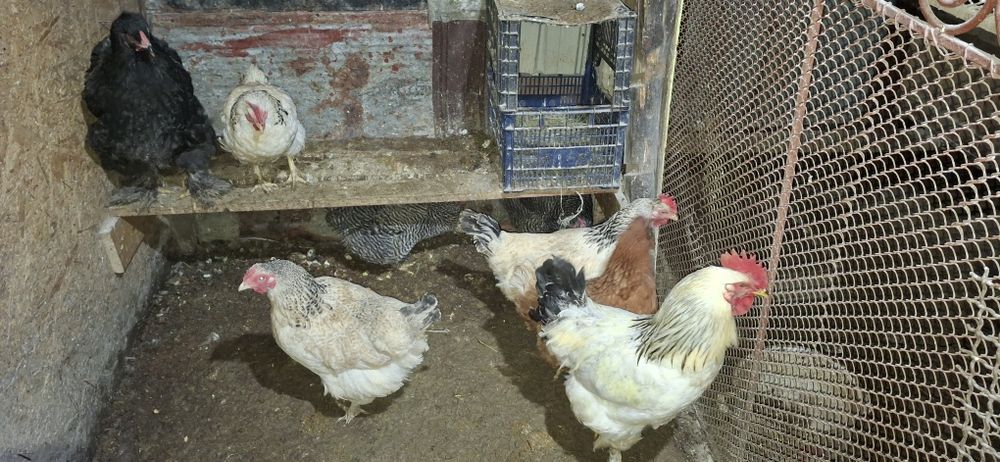 Vând ouă pentru incubat