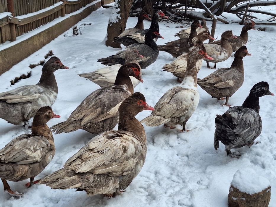 Ouă rațe leșești incubat (diferite culori )