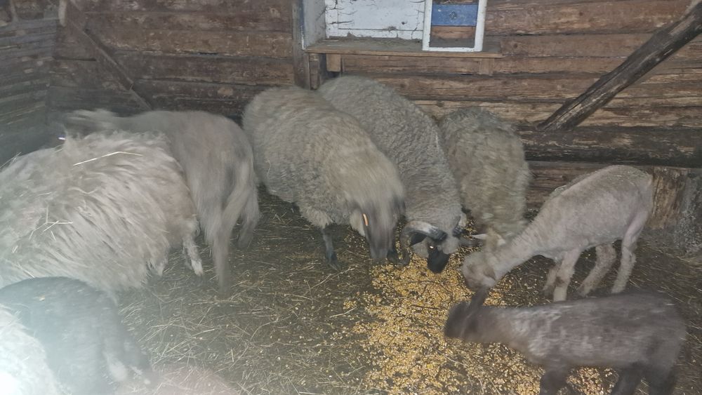 Berbeci si oi cu miei de vânzare