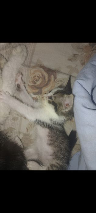 Отдам котёнка в добрые руки