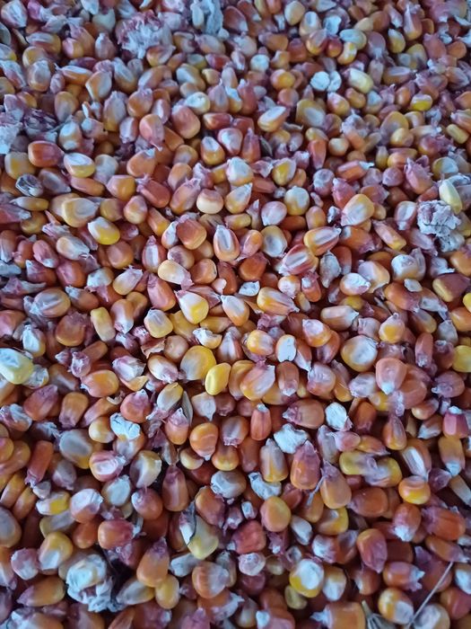 Ovăz  și  porumb de vânzare