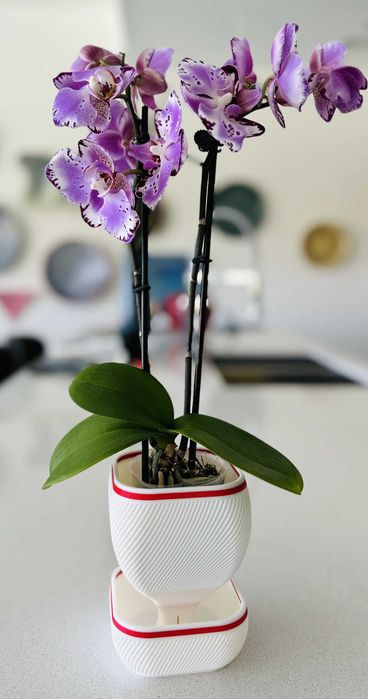 Самополиваща се Саксия за Цветя – Различни Цветове