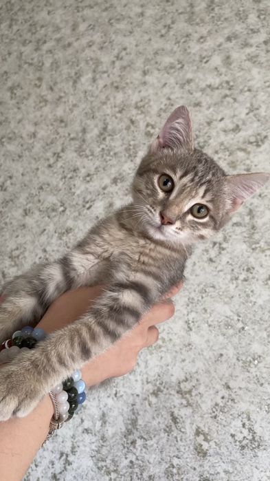 Отдам даром котенка