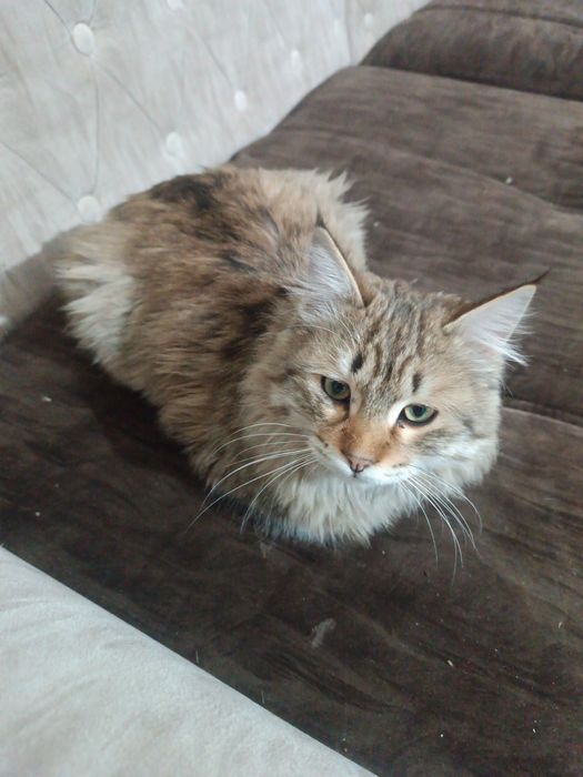 European kami bor kelishamiz