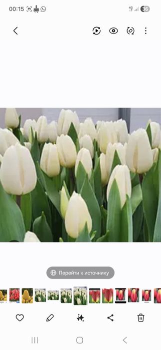 Тюльпаны голандские