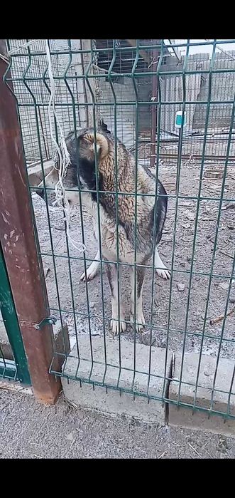 Ұрғашы линиясы бар ит сатылады