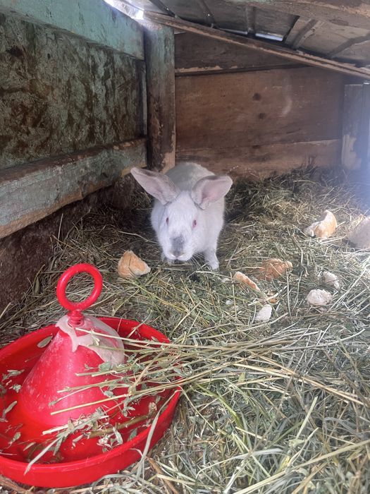 Vând iepuri de casă