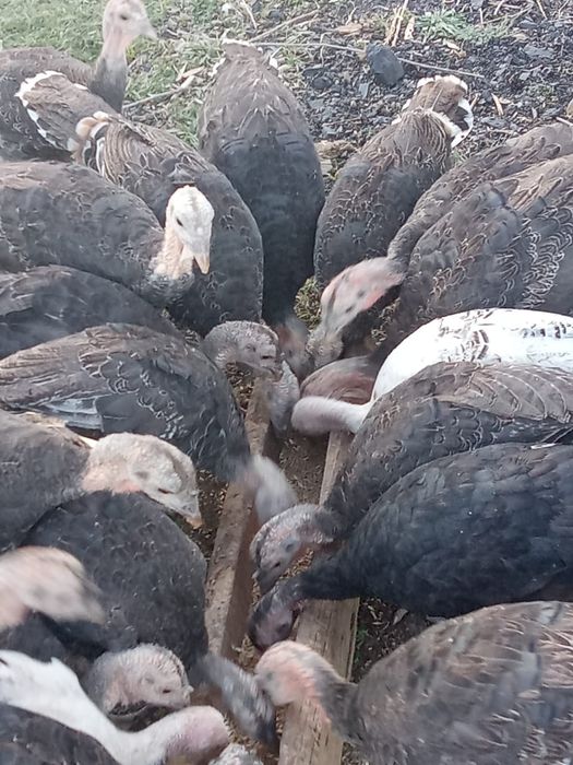 Үндіктер сатылады срочна