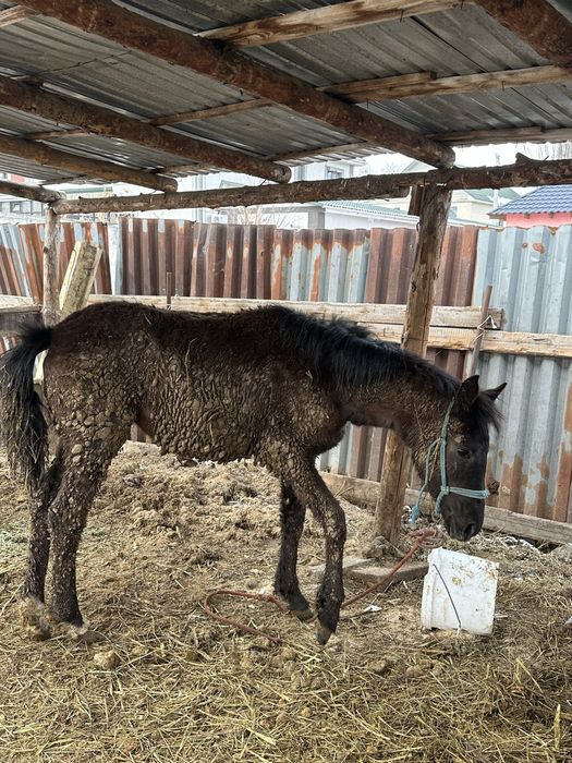 Тай лошадь байтал семиз тай
