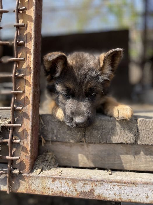 Щенки немецкой овчарки
