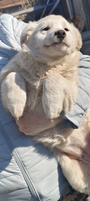 Щенки Дворянки ( Смешанные)