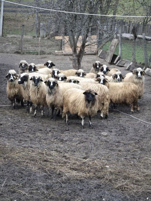 Vind oi breze de 2 si 3 miei