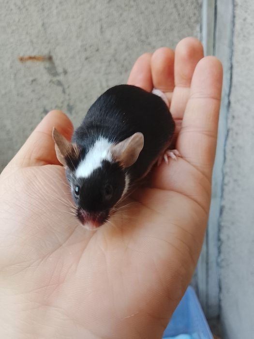 В продаже дикаративные мышки