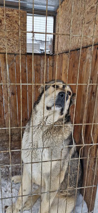 Торт коз Тобет, Алабай