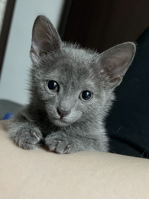 Отдам котенка мальчика в добрые руки
