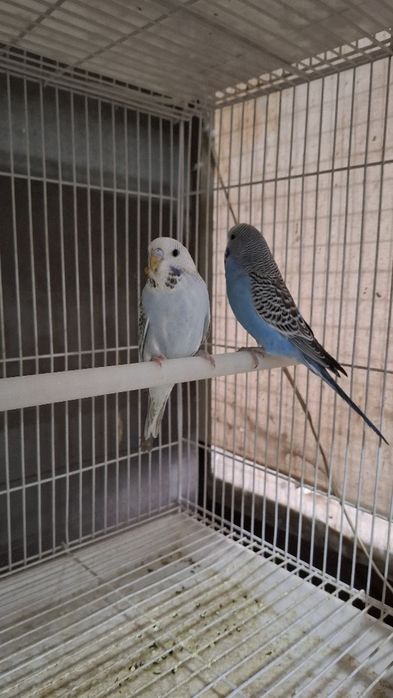 Волнистый тўтиқуш