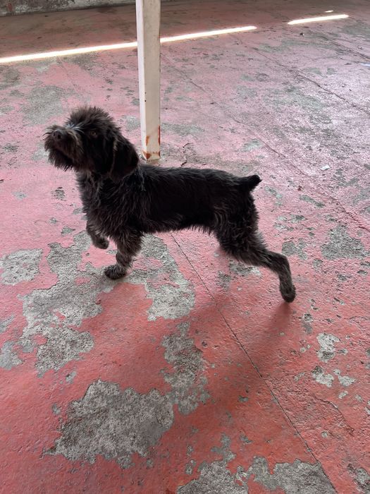 Дратхаар щенок 6 месяцев, с родословной