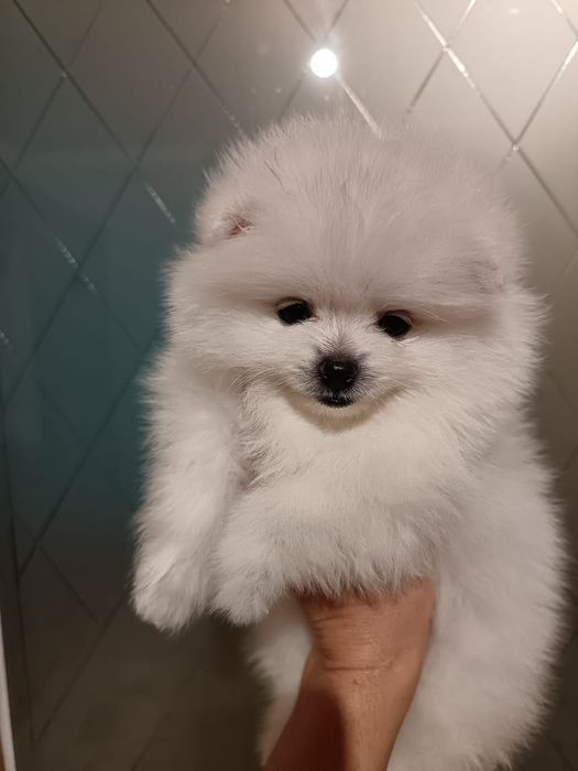 Шикарные малыши на любой вкус