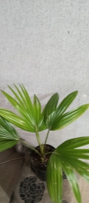 Пальма ливингстона