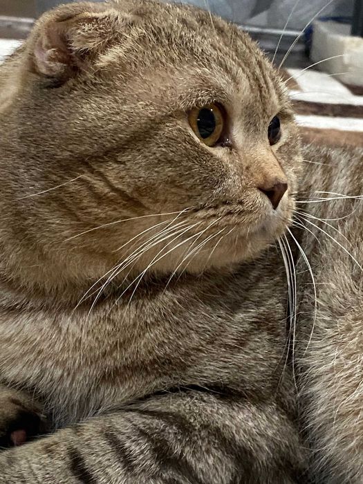 шотландец вязка опытный