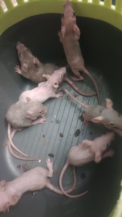 Очаровательные крысы сфинксы