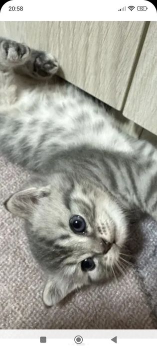 Британцы 1,5месяцев..Приученны.