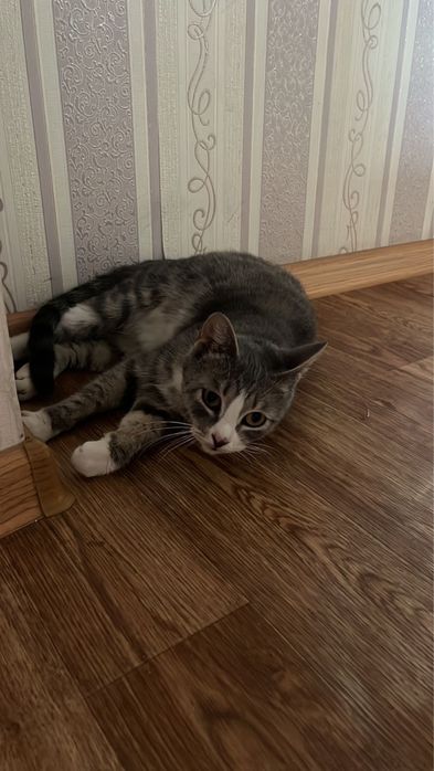 Отдам кошку в хорошие руки
