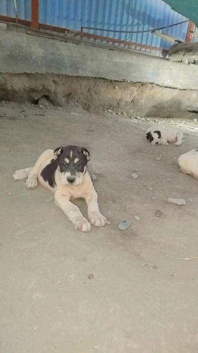 alabay  sitiladi buldozer linya