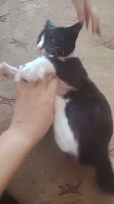 Отдам котёнка в добрые руки