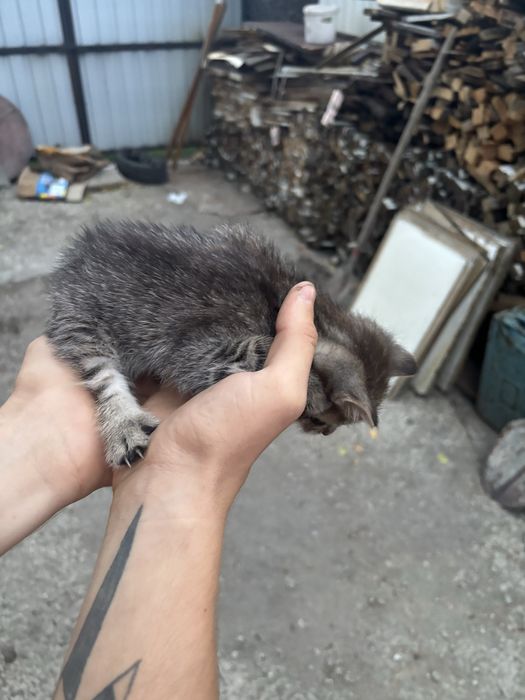 Отдам котят в хорошие руки