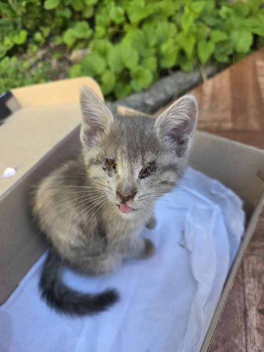 Котёнок нуждается в доме
