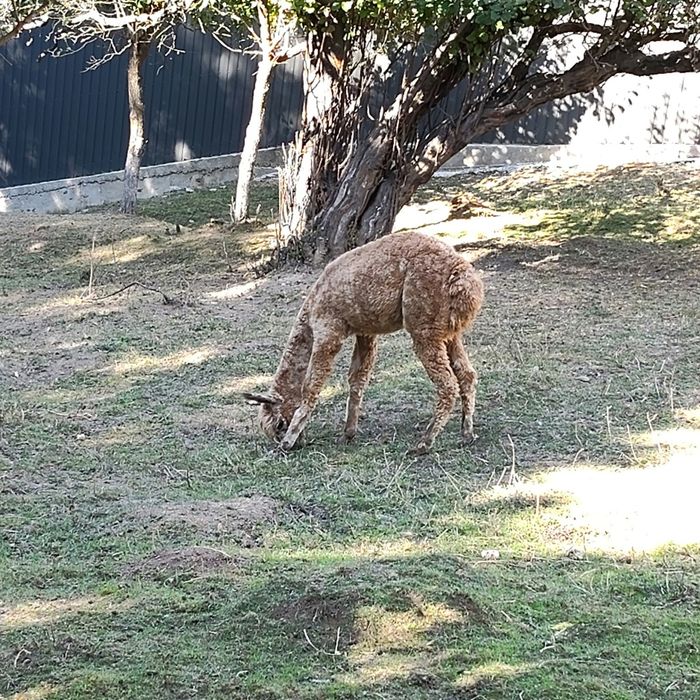 Vând Lamă Alpaca