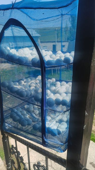 Қолдың құрты бар