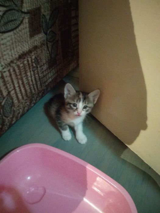 Котята объявления