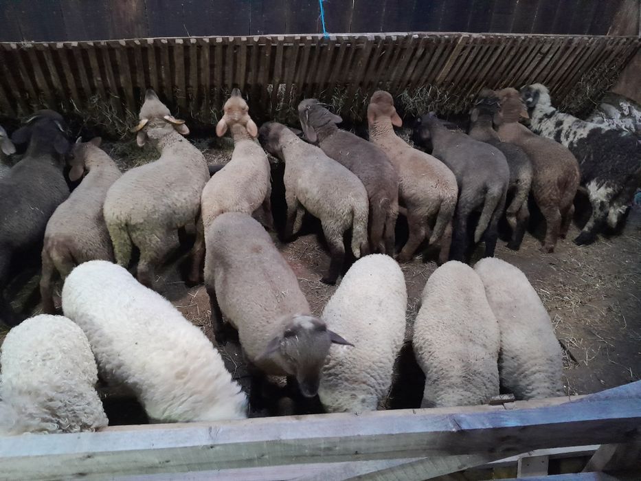 Vând miei de paște