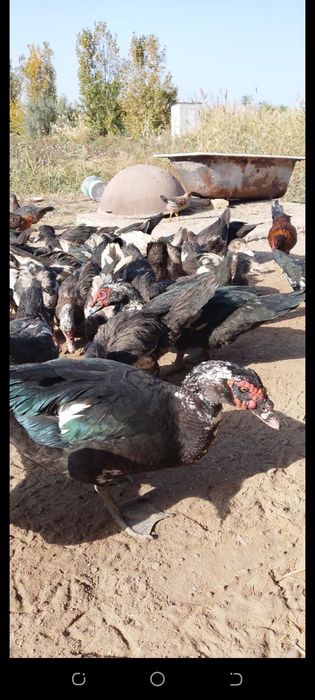 Индушкалар сотилади