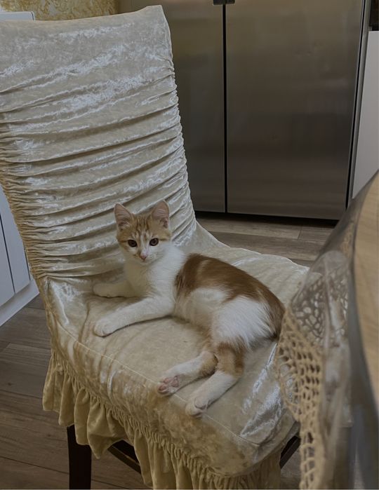 Котенок рыжий кравец