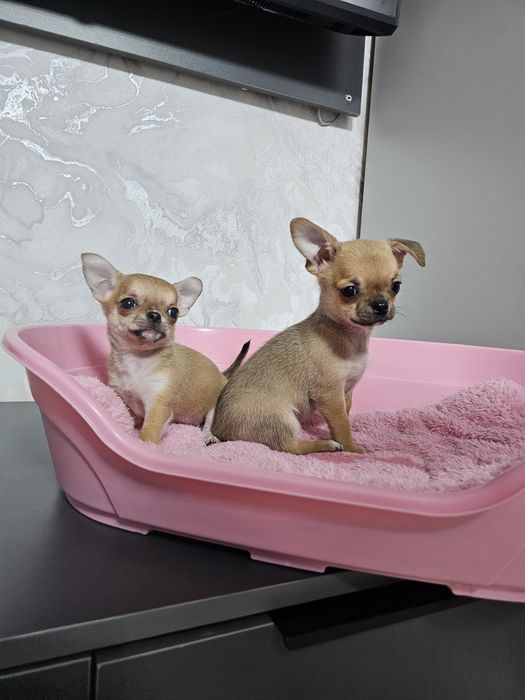 Карманные собачки